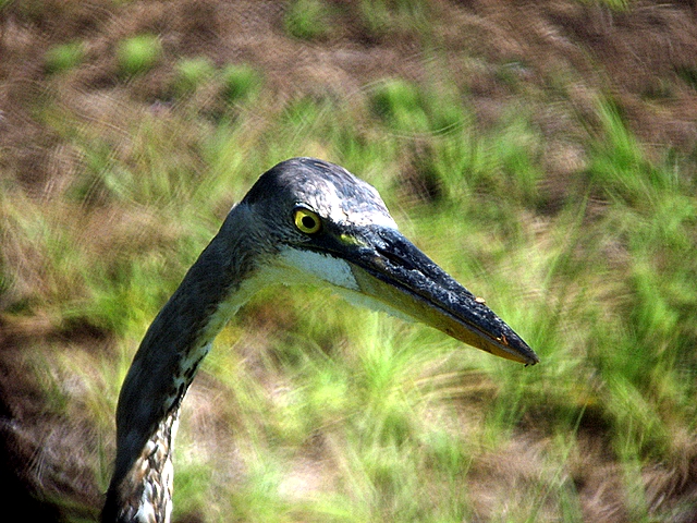 Great Blue Heron
