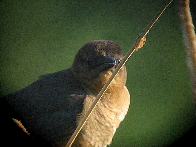 cowbird