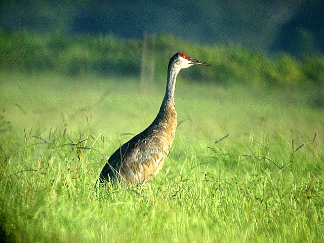 Sandhill Crane