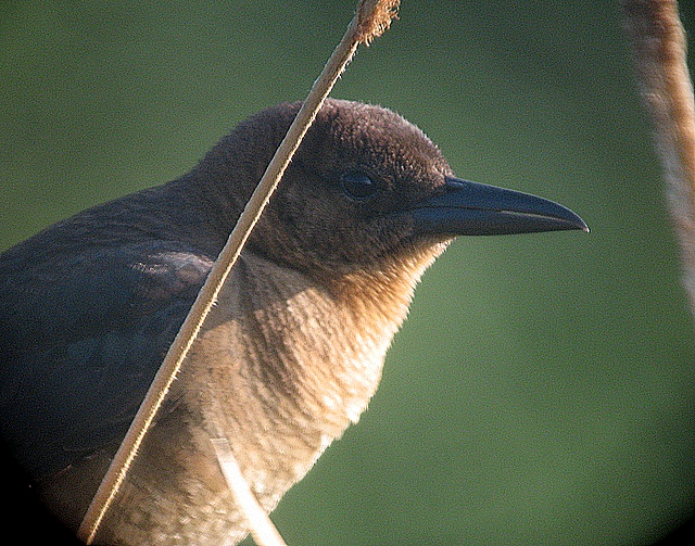 Cowbird