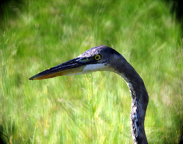 Great Blue Heron