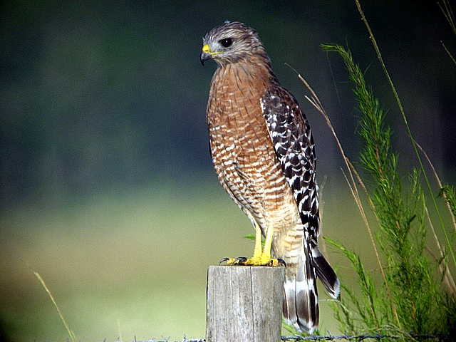Red Shoulder Hawk