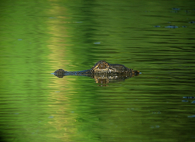 young gator