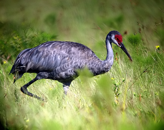 sandhill crane
