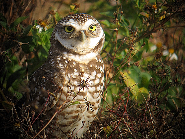 burrowing owl
