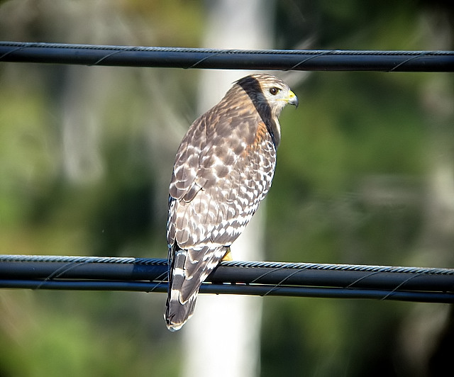 red shoulder hawk