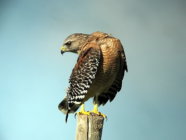 red shoulder hawk
