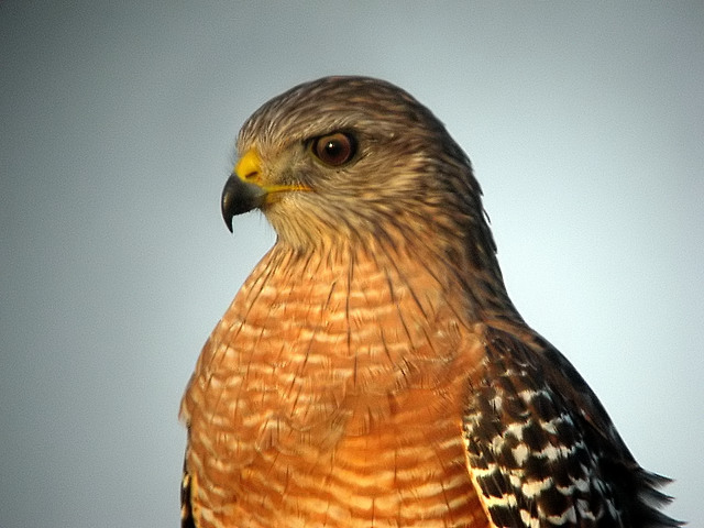 Red shoulder hawk