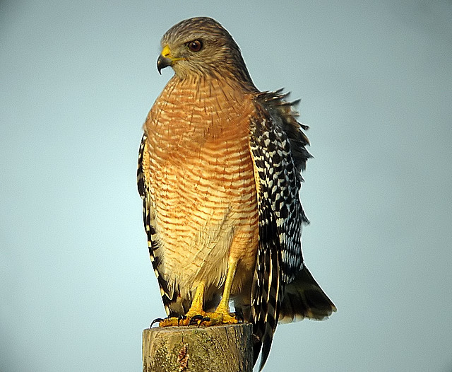 Red Shoulder Hawk
