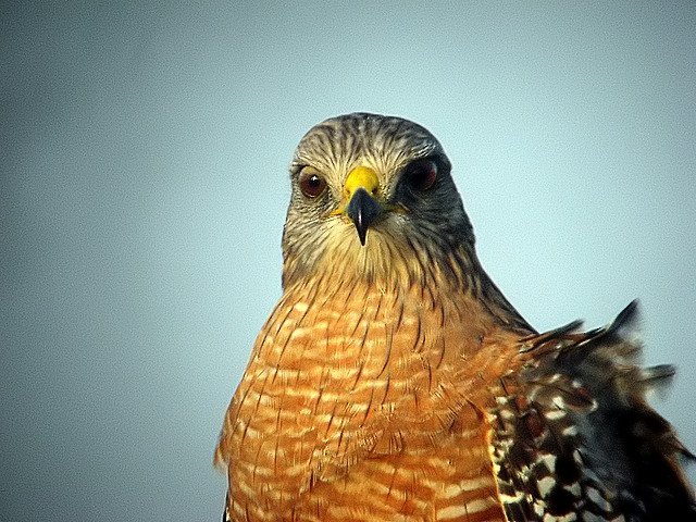Red Shoulder Hawk