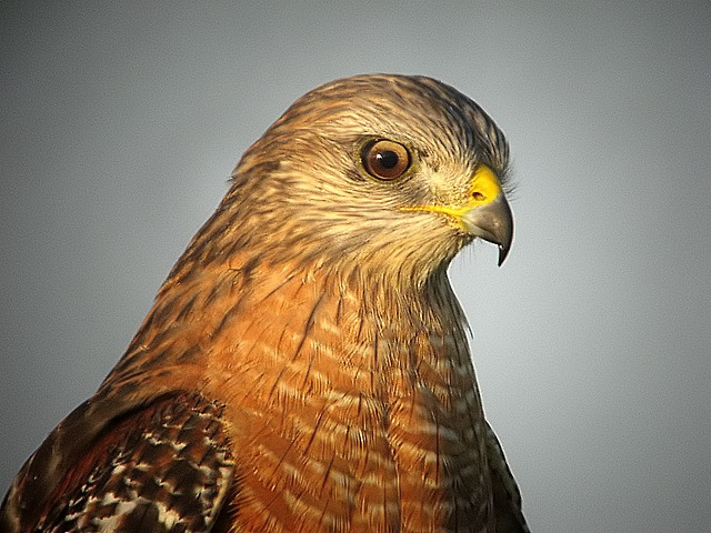 red shoulder hawk