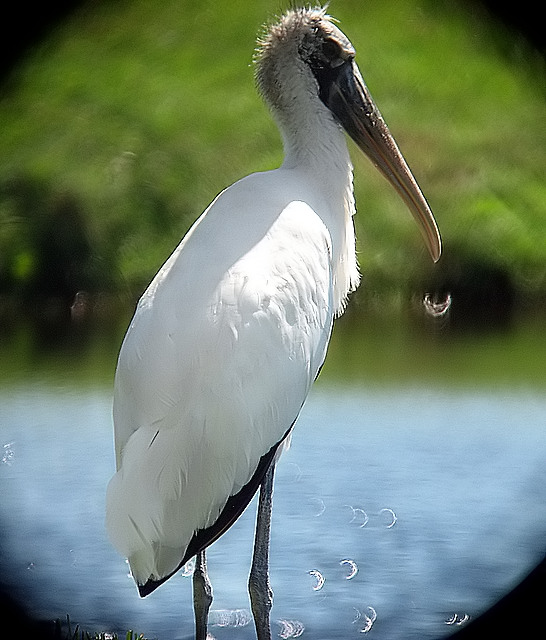woodstork