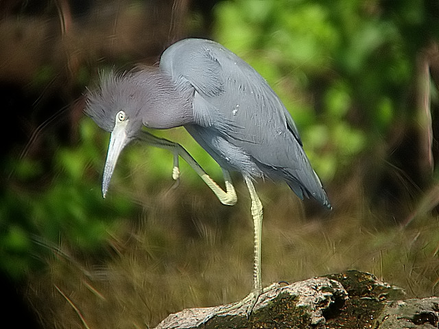 Little Blue Heron
