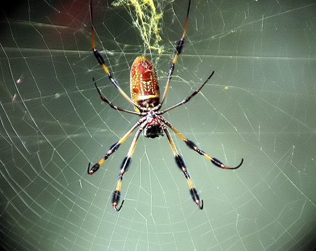 Spider