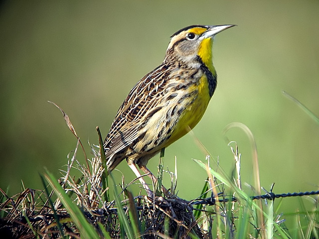 Meadowlark