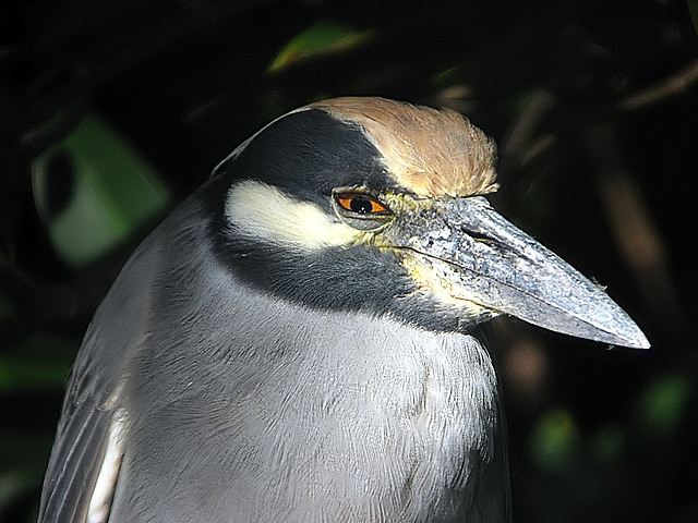 Night Heron