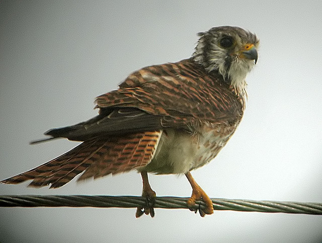 Wet Kestrel