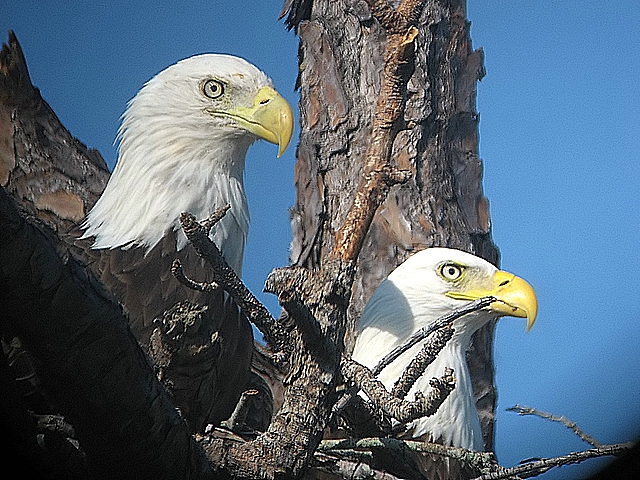 Bald Eagles