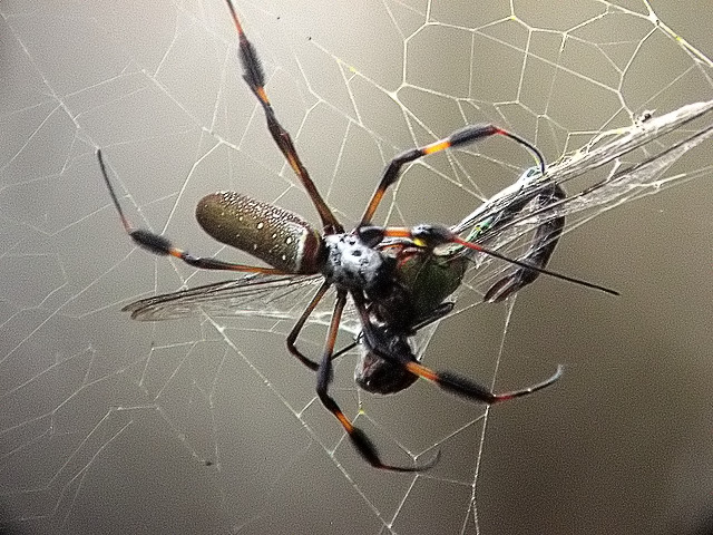 Silk spider with a dragonfly