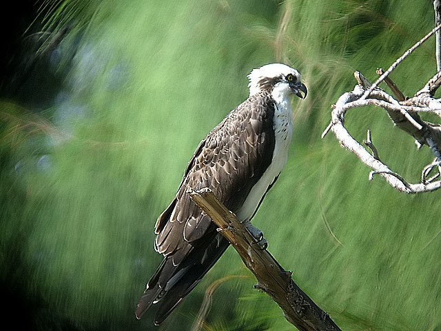 Osprey