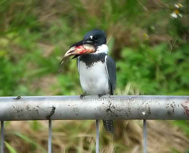 Kingfisher