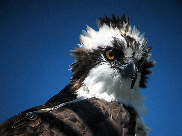 Osprey