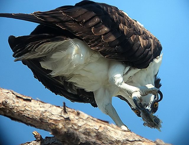 Osprey
