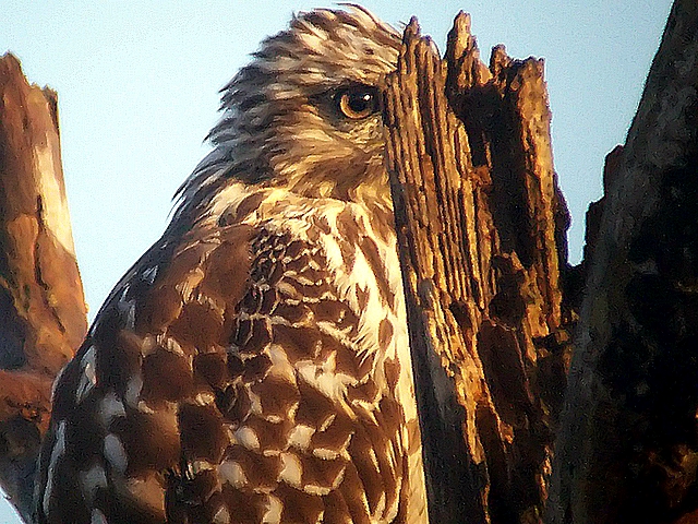 redtail hawk