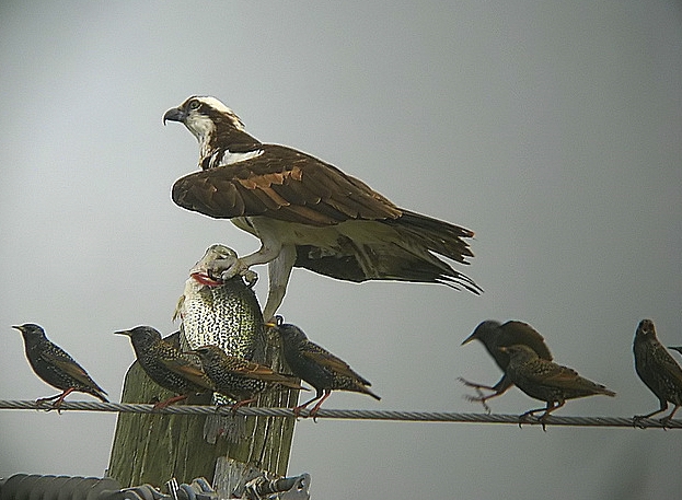 Osprey with a crappie with Starlings