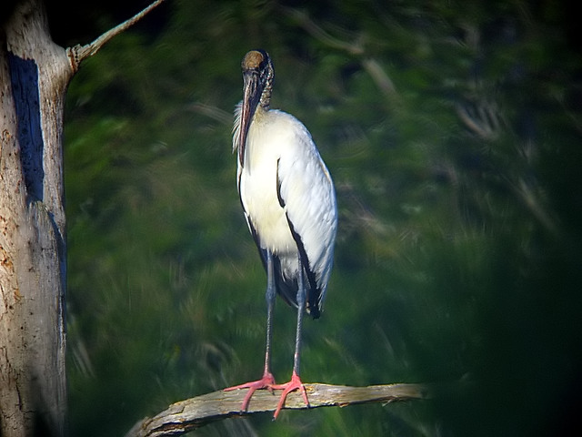 woodstork