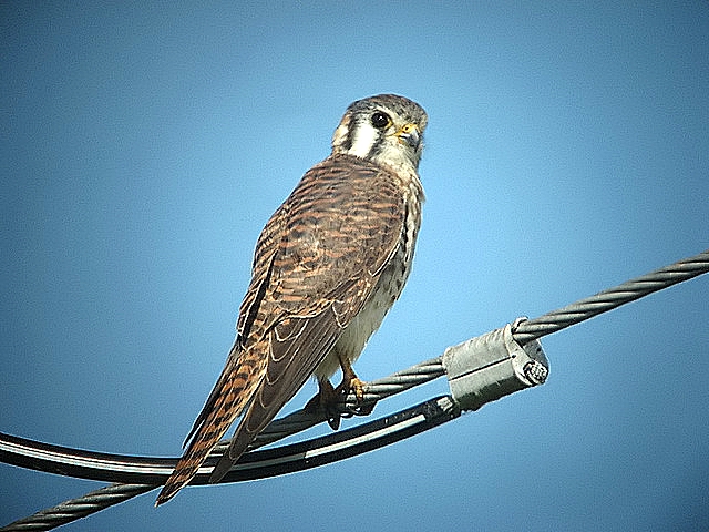 Kestrel