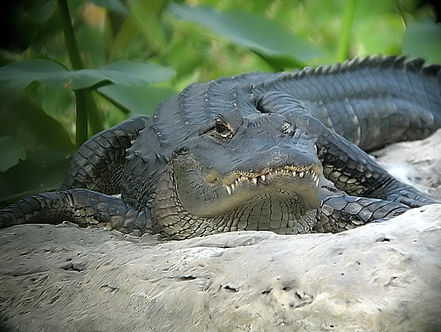 Gator