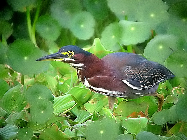 Green Heron