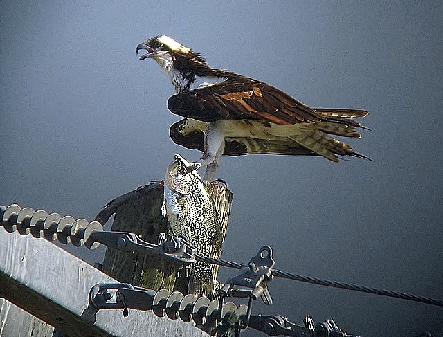 Osprey with a Crappie