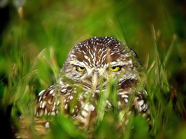 burrowing owl