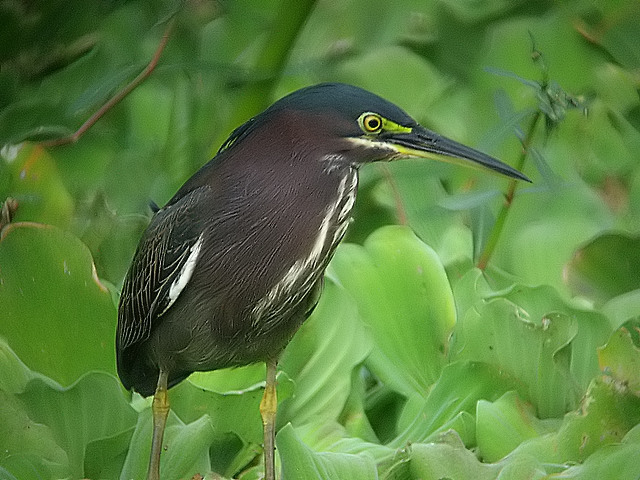 Green Heron