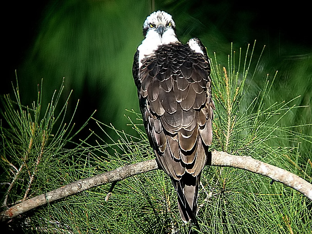 Bad Mood Osprey