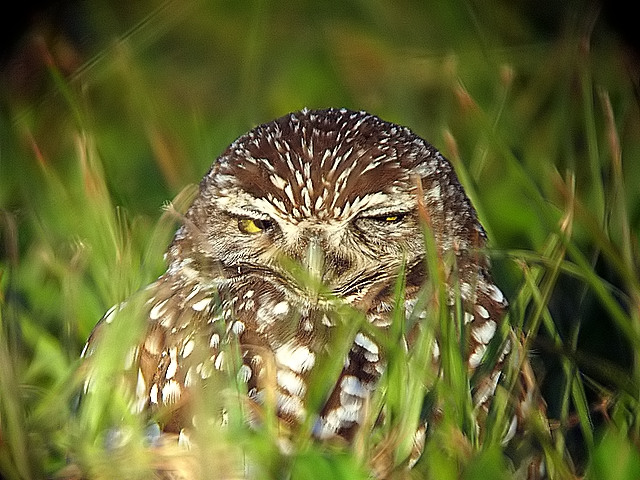Sleepy Burrowing Owl