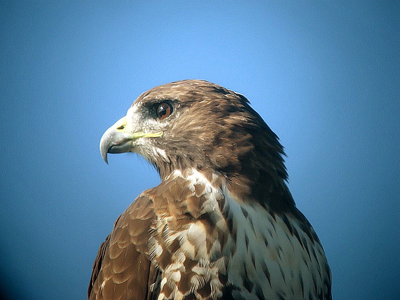 Redtail Hawk