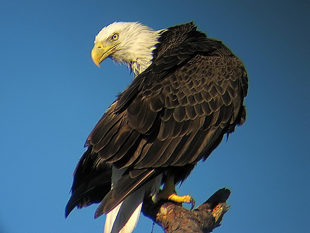 Bald Eagle