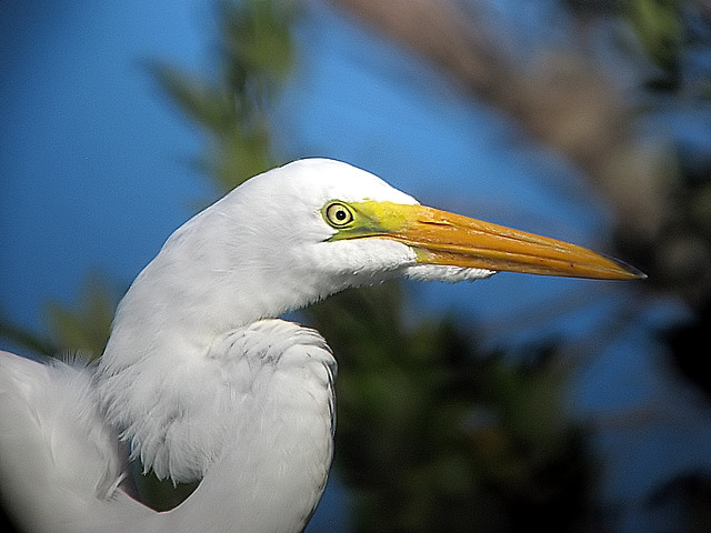 Great White Egret