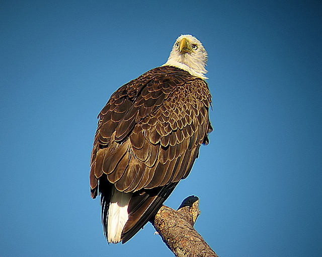 Bald Eagle