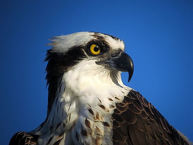 Osprey