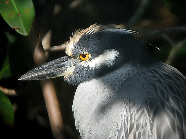 Night Heron