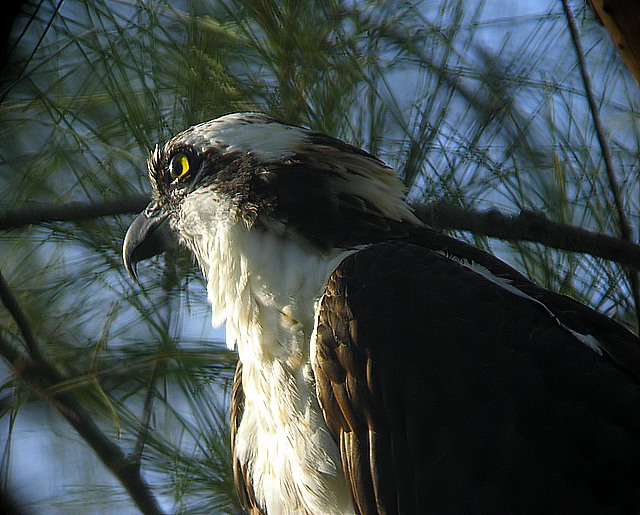 osprey