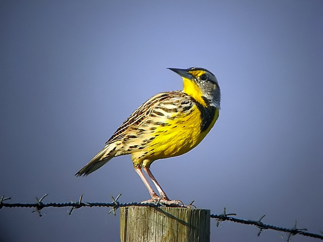 meadowlark