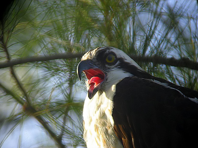 osprey