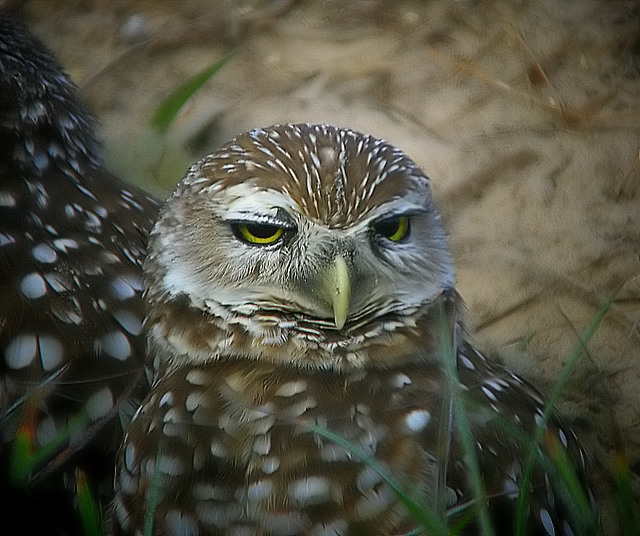 burrowing owl