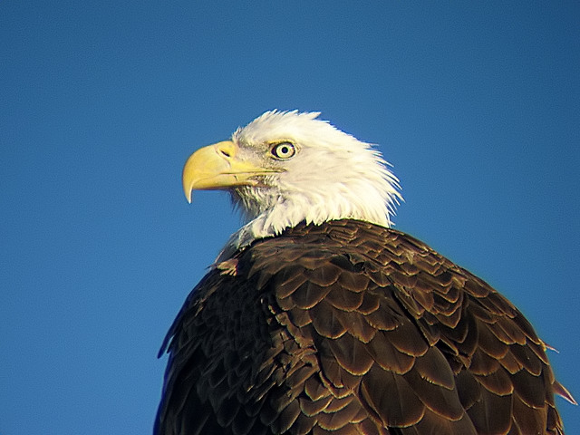 bald eagle