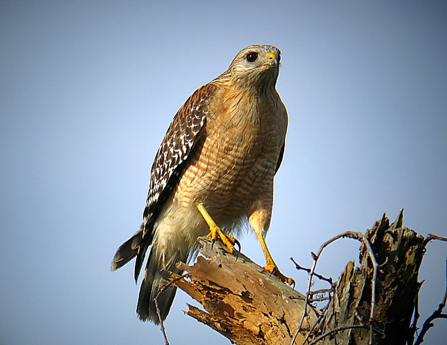 red shoulder hawk about to fly
